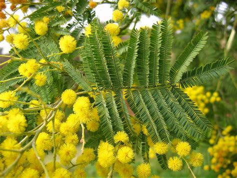 Acacia .